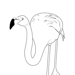 Flamingo Bird 4 Free Coloring Page for Kids