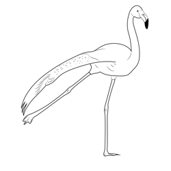 Flamingo Bird Dance Free Coloring Page for Kids