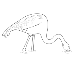 Flamingo Bird In The Water Free Coloring Page for Kids
