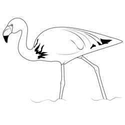 Flamingo Bird Free Coloring Page for Kids