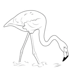 Flamingo Lovely Bird