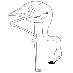 Flamingo Take Food Free Coloring Page for Kids