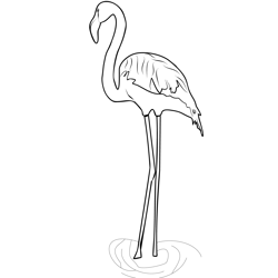 Flamingos 1 Free Coloring Page for Kids