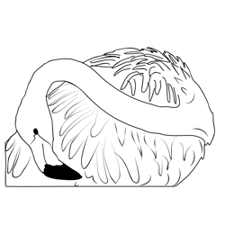 Flamingos 3 Free Coloring Page for Kids