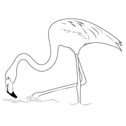 Greater Flamingo Bird Free Coloring Page for Kids