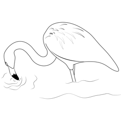 Greater Flamingo Free Coloring Page for Kids