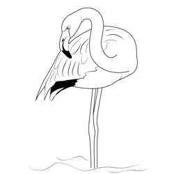 Pink Flamingo Birds Free Coloring Page for Kids
