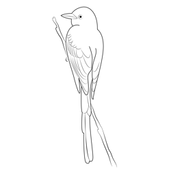 Adult Male Scissor Tailed Flycatcher Free Coloring Page for Kids