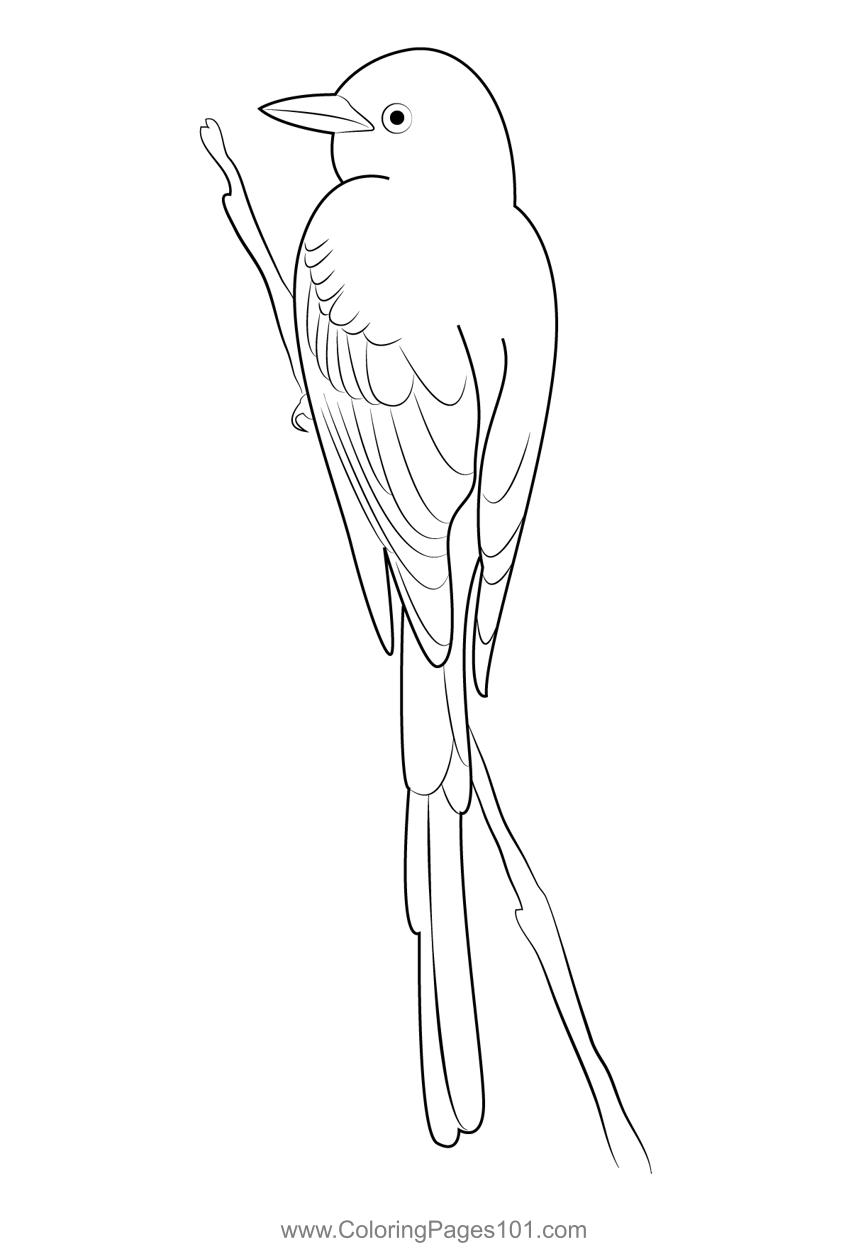 Adult Male Scissor Tailed Flycatcher