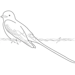 Beautiful Scissor Tailed Flycatcher Bird Free Coloring Page for Kids