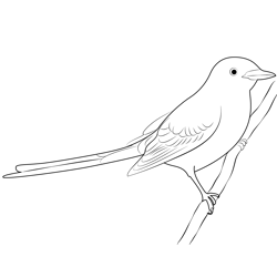 Black Scissor Tailed Flycatcher Free Coloring Page for Kids