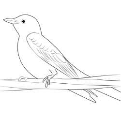 Close Up Scissor Tailed Flycatcher Free Coloring Page for Kids