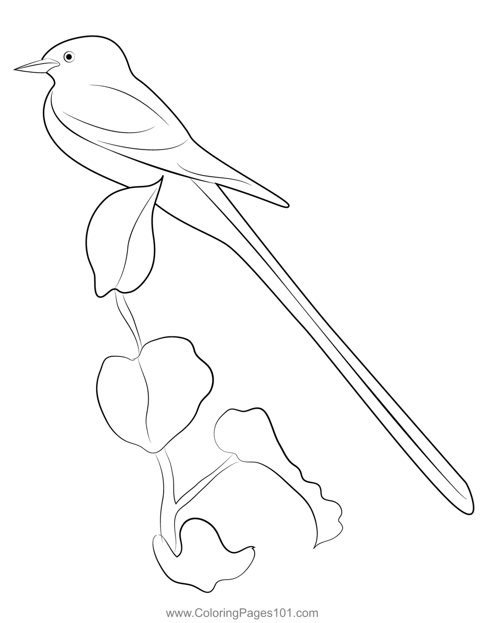 Female Scissor Tailed Flycatcher