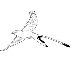 Fly Scissor Tailed Flycatcher Free Coloring Page for Kids