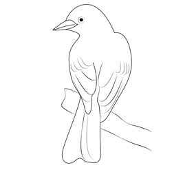 Juvenile Scissor Tailed Flycatcher Free Coloring Page for Kids