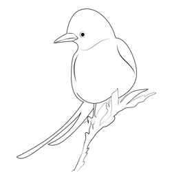 Little Scissor Tailed Flycatcher Free Coloring Page for Kids