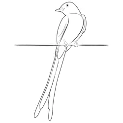 Look Scissor Tailed Flycatcher Free Coloring Page for Kids