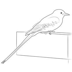 Rest Scissor Tailed Flycatcher Free Coloring Page for Kids