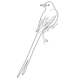 Scissor Tailed Flycatcher 1 Free Coloring Page for Kids