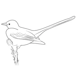 Scissor Tailed Flycatcher 10 Free Coloring Page for Kids