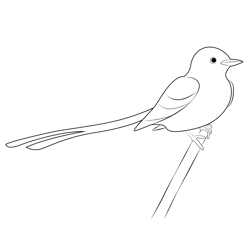 Scissor Tailed Flycatcher 11 Free Coloring Page for Kids