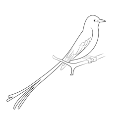 Scissor Tailed Flycatcher 12 Free Coloring Page for Kids