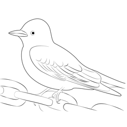 Scissor Tailed Flycatcher 13 Free Coloring Page for Kids