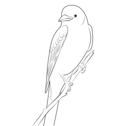 Scissor Tailed Flycatcher 14 Free Coloring Page for Kids