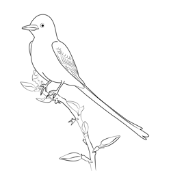 Scissor Tailed Flycatcher 15 Free Coloring Page for Kids