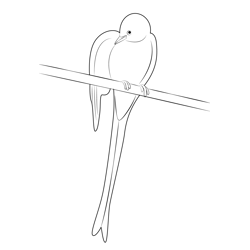 Scissor Tailed Flycatcher 16 Free Coloring Page for Kids