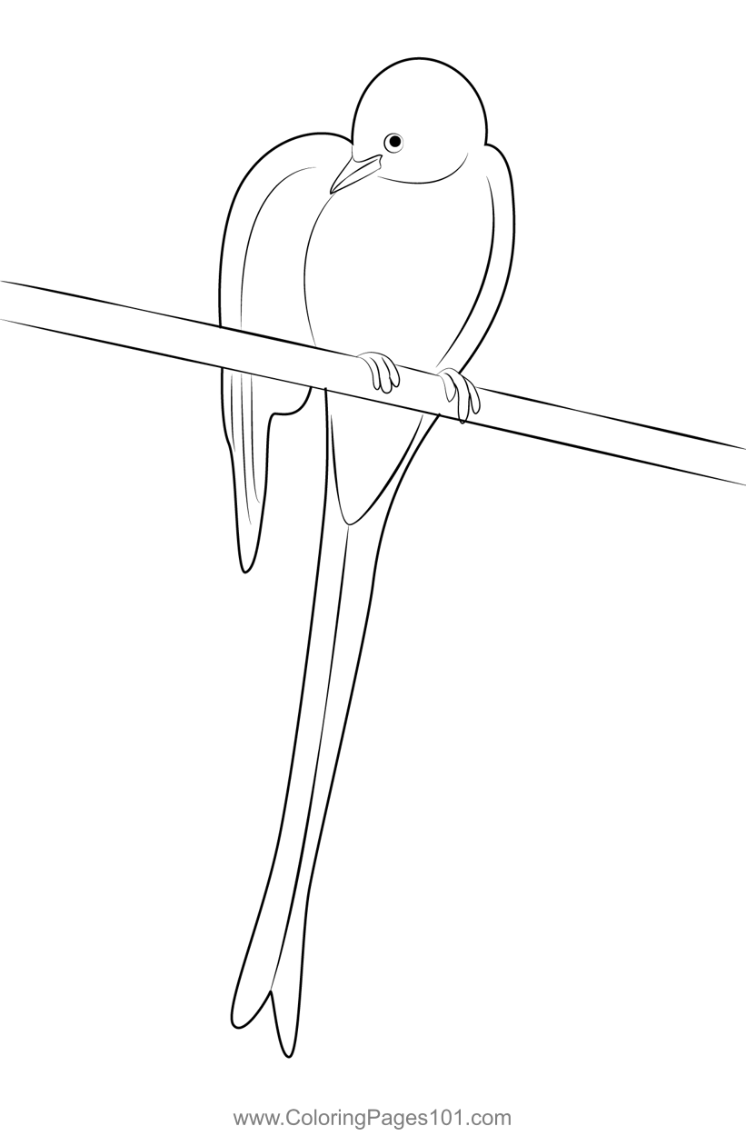 Scissor Tailed Flycatcher 16