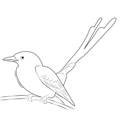 Scissor Tailed Flycatcher 17 Free Coloring Page for Kids
