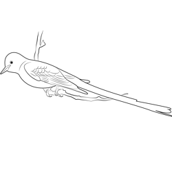Scissor Tailed Flycatcher 18 Free Coloring Page for Kids
