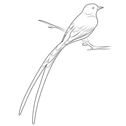 Scissor Tailed Flycatcher 2 Free Coloring Page for Kids