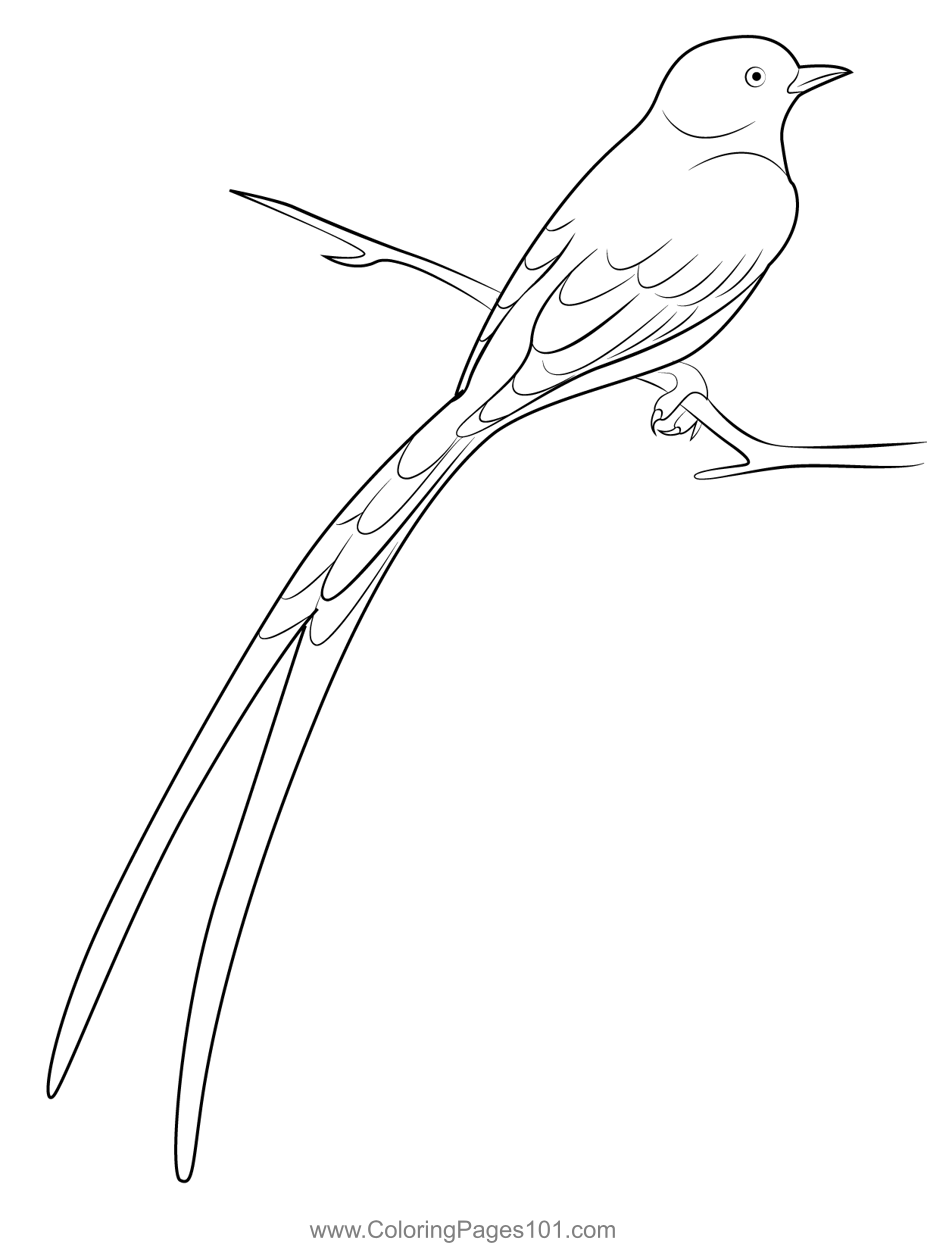 Scissor Tailed Flycatcher 2
