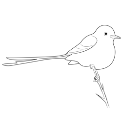 Scissor Tailed Flycatcher 3 Free Coloring Page for Kids