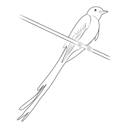 Scissor Tailed Flycatcher 4 Free Coloring Page for Kids