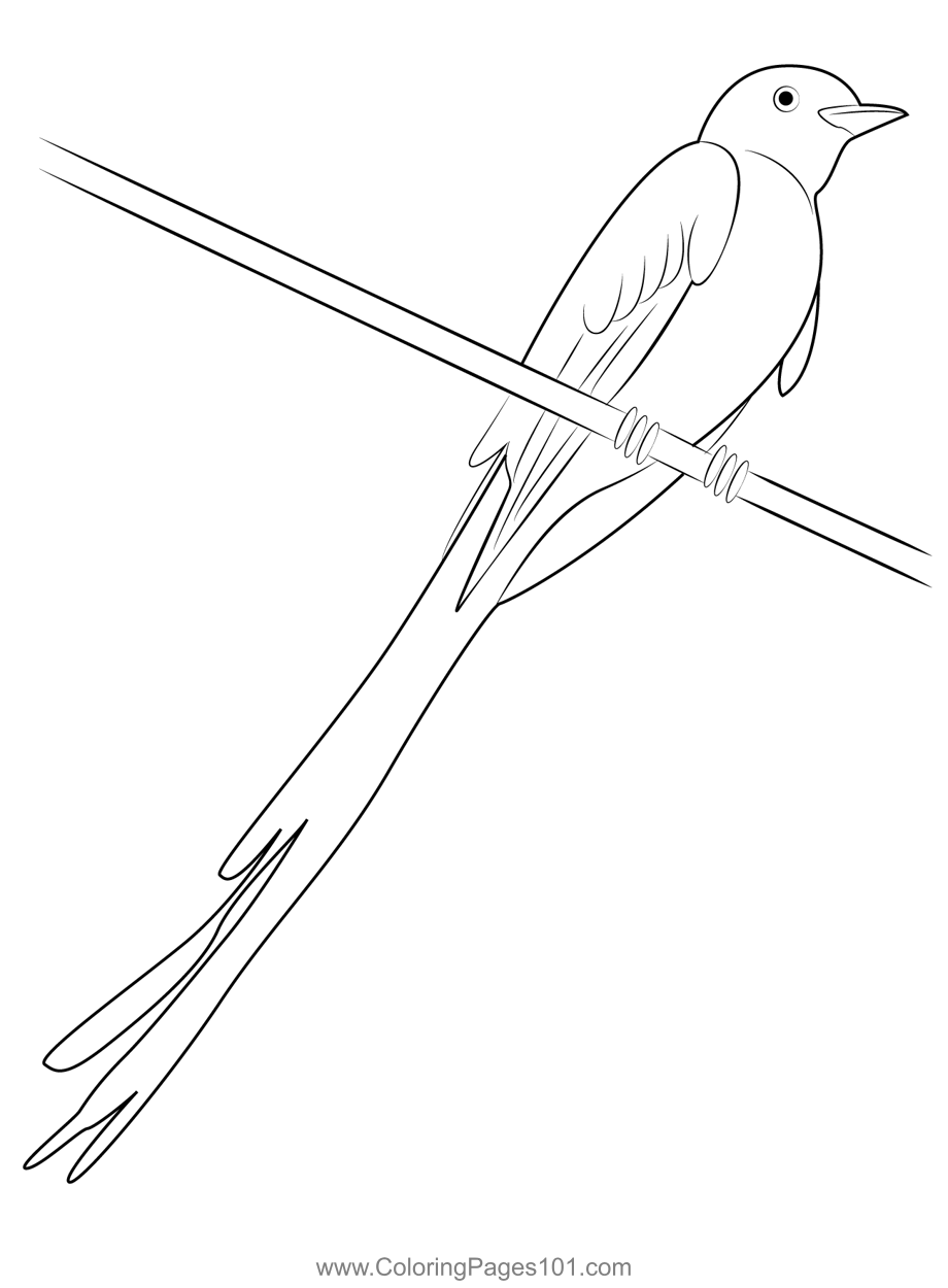 Scissor Tailed Flycatcher 4