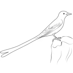Scissor Tailed Flycatcher 5 Free Coloring Page for Kids