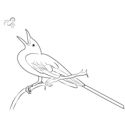 Scissor Tailed Flycatcher 6 Free Coloring Page for Kids