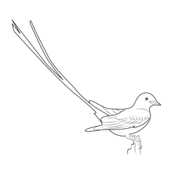 Scissor Tailed Flycatcher 8 Free Coloring Page for Kids