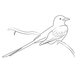 Scissor Tailed Flycatcher 9 Free Coloring Page for Kids