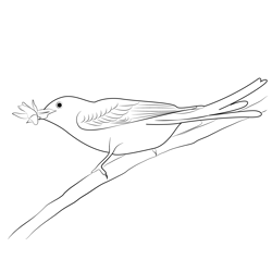 Scissor Tailed Flycatcher Bird 1 Free Coloring Page for Kids