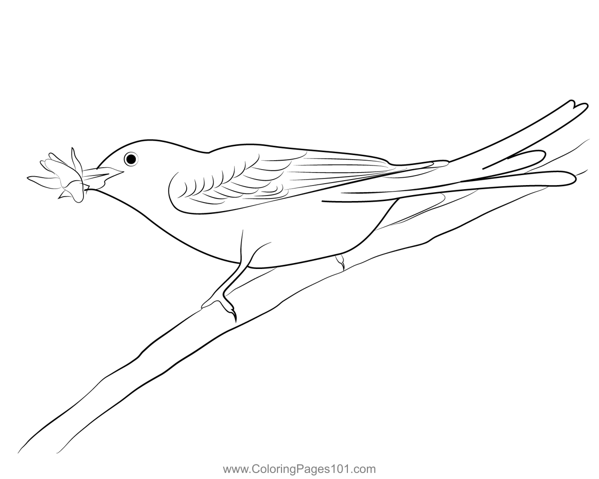 Scissor Tailed Flycatcher Bird 1