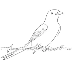 Scissor Tailed Flycatcher Bird Free Coloring Page for Kids
