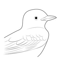 Scissor Tailed Flycatcher Face Free Coloring Page for Kids