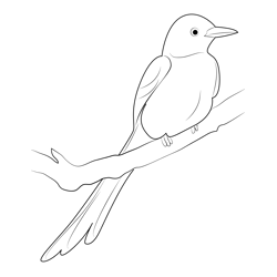 Scissor Tailed Flycatcher Sitting On Tree Free Coloring Page for Kids