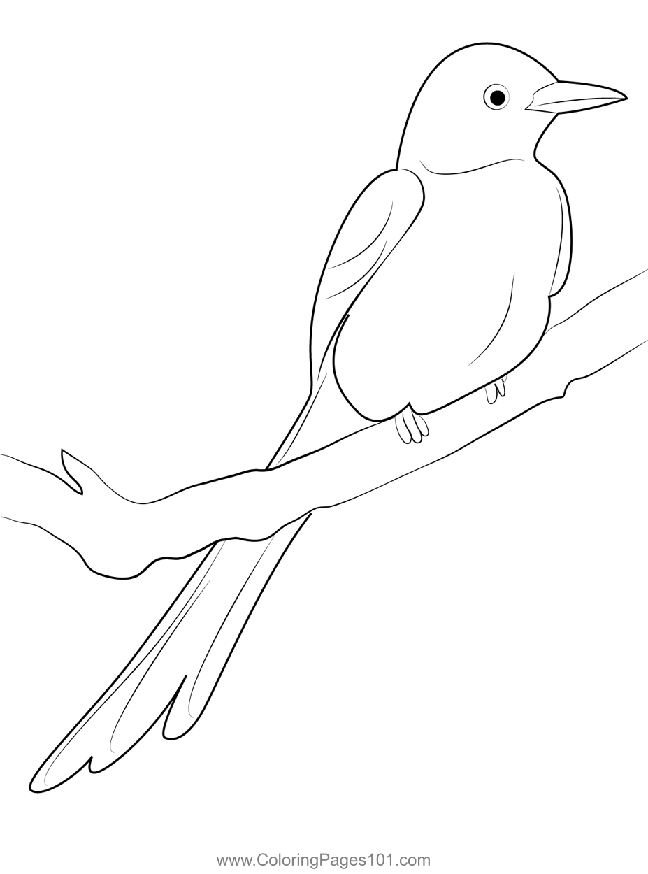 Scissor Tailed Flycatcher Sitting On Tree