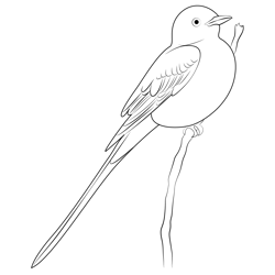 Scissor Tailed Flycatcher Free Coloring Page for Kids