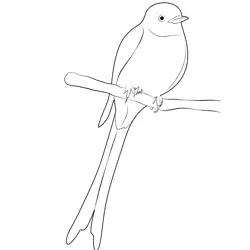 Sitting Scissor Tailed Flycatcher Free Coloring Page for Kids